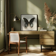 Black Mormon Butterfly Square by Alyson Fennell Square Canvas Print Art for Modern Home Decor. Decorate your office or living room with canvas artwork