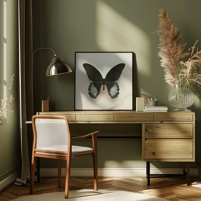 Black Mormon Butterfly Square by Alyson Fennell Square Canvas Print Art for Modern Home Decor. Decorate your office or living room with canvas artwork
