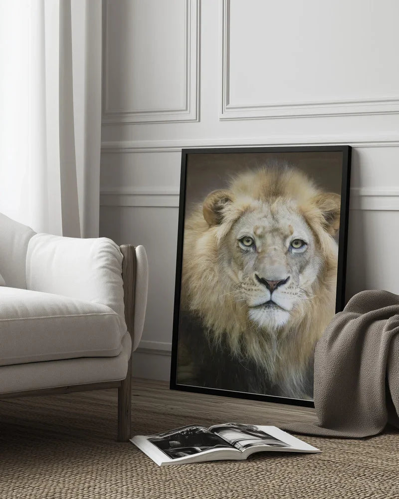 Portrait of a Young Male Lion Framed Art Linda D Lester | Home or Office Art