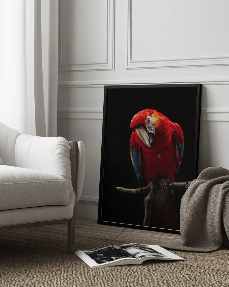 Portrait of Scarlet Macaw Framed Art Andi Halil | Home or Office Art
