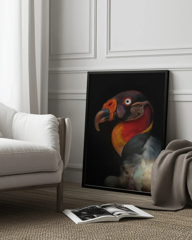 King vultureFramed ArtSarcoramphus papa Framed Art Ferdinando Valverde | Home or Office Art