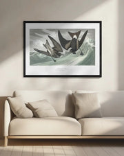 Fork Tailed Petrel From Birds of America (1827) - John James Audubon Framed Art | Home or Office Art