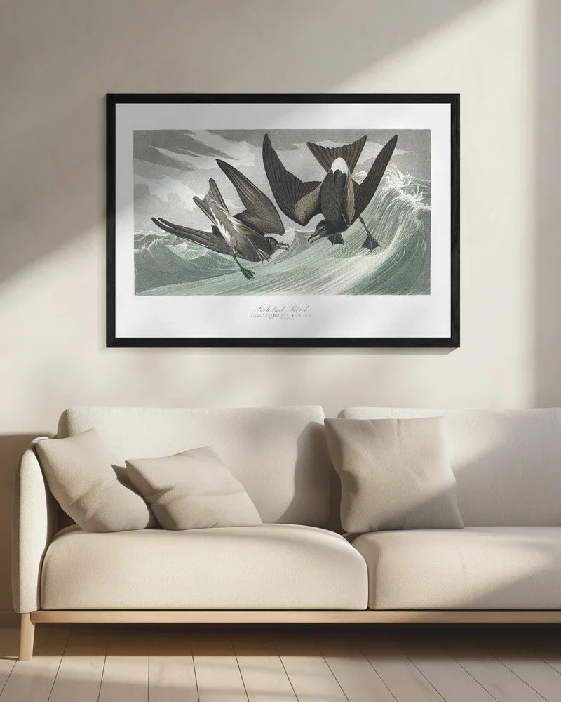 Fork Tailed Petrel From Birds of America (1827) - John James Audubon Framed Art | Home or Office Art