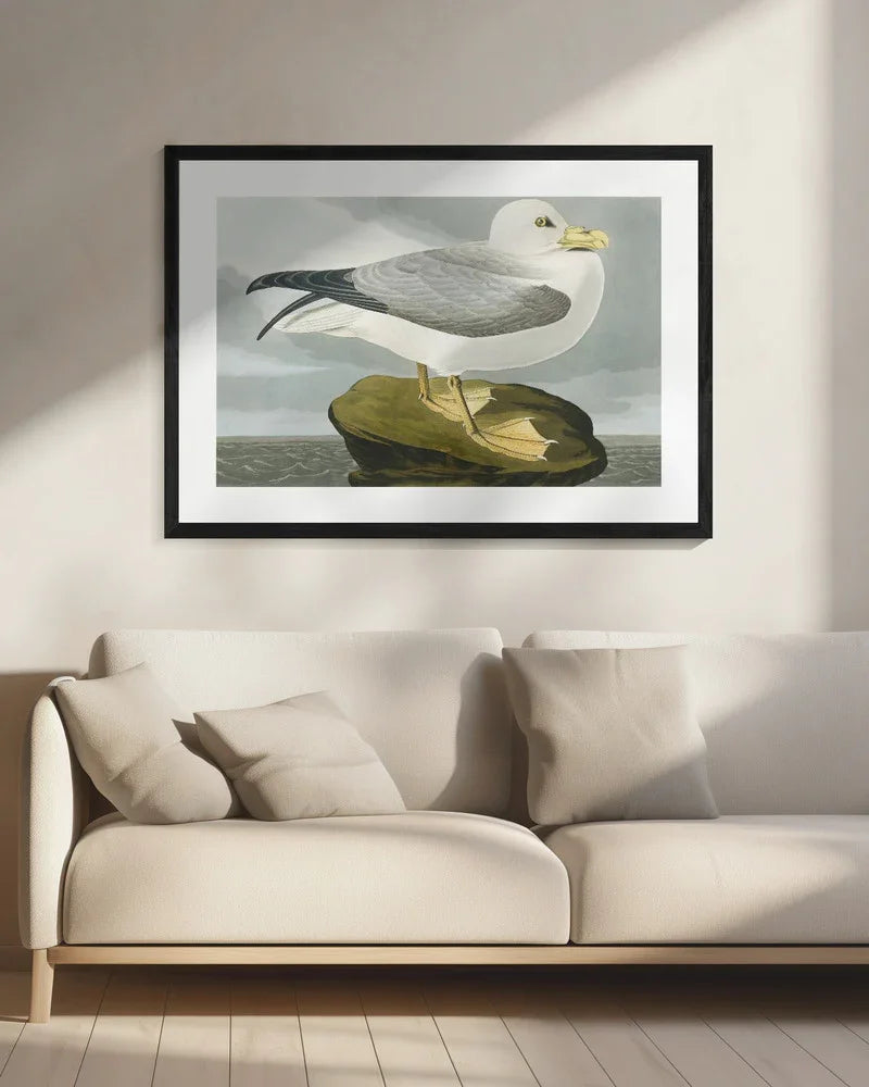 Fulmar Petrel From Birds of America (1827) - John James Audubon Framed Art | Home or Office Art