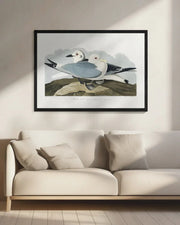 Kittiwake Gull From Birds of America (1827) - John James Audubon Framed Art | Home or Office Art