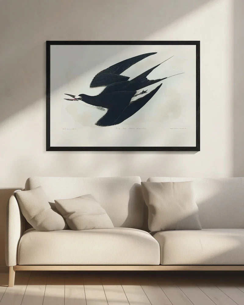 Sooty Tern From Birds of America (1827) - John James Audubon Framed Art | Home or Office Art