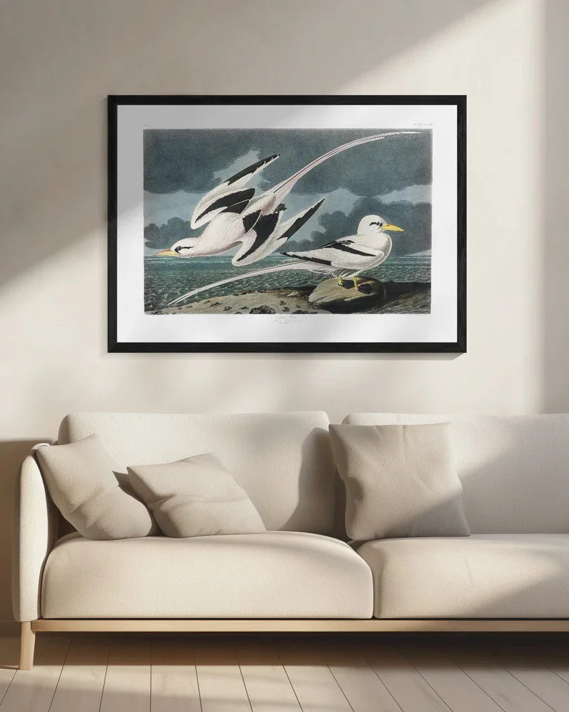 Tropic Bird From Birds of America (1827) - John James Audubon Framed Art | Home or Office Art