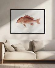 Red Snapper - Sherman F. Denton Framed Art | Home or Office Art