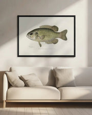 Rock Bass (ambloplites Rupestris) By Sherman F. Denton (1856 1937) - Pictufy Framed Art | Home or Office Art