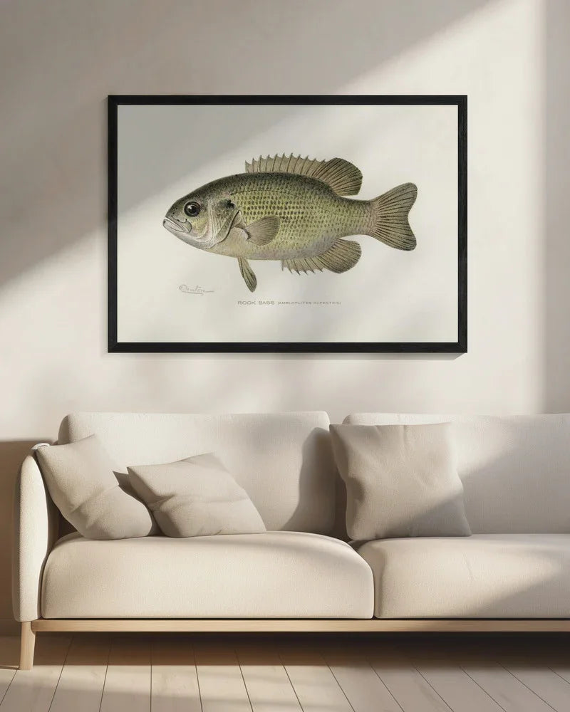 Rock Bass (ambloplites Rupestris) By Sherman F. Denton (1856 1937) - Pictufy Framed Art | Home or Office Art