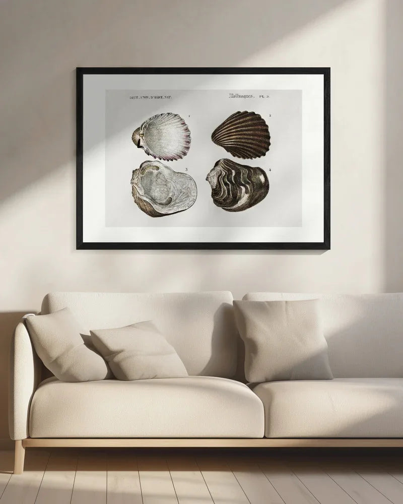 Sealife III - Charles Dessalines D Orbigny Framed Art | Home or Office Art