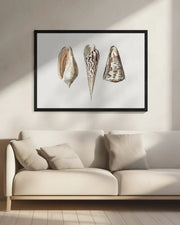 Three Mollusks Crop - Charles Dessalines D Orbigny Framed Art | Home or Office Art