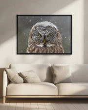 Great Grey Owl Winter Portrait Framed Art Mircea Costina | Home or Office Art