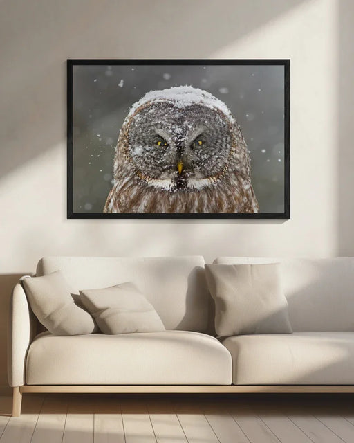 Great Grey Owl Winter Portrait Framed Art Mircea Costina | Home or Office Art