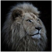 Proud Lion Square Canvas Art  Louise Wolbers 