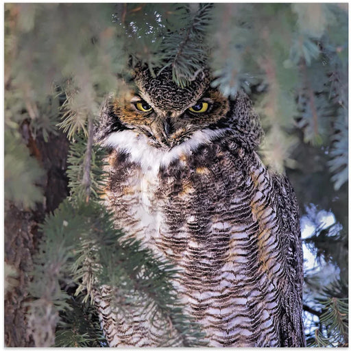 I Am Watching You by Jun Zuo Square Canvas Print Art for Modern Home Decor. Decorate your office or living room with canvas artwork