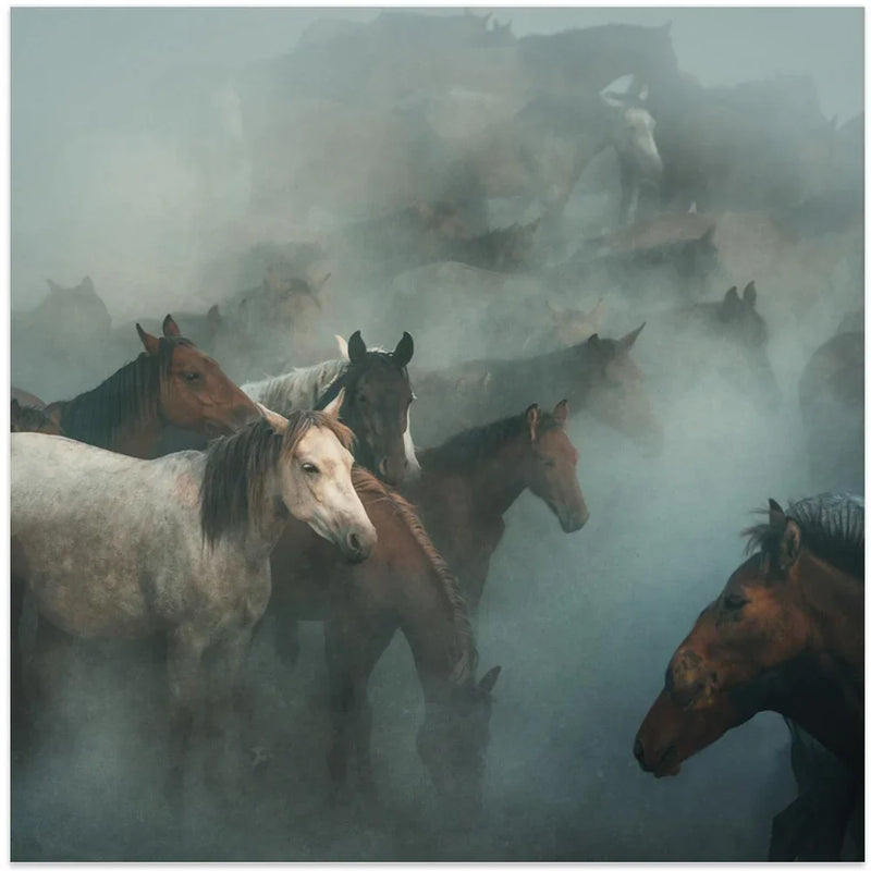 lost horses by Hüseyin Taşkın Square Canvas Print Art for Modern Home Decor. Decorate your office or living room with canvas artwork