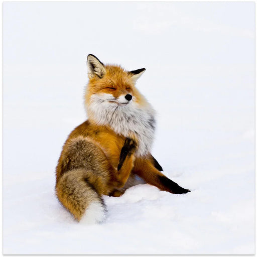 Winterfox by Pia Lindström Square Canvas Print Art for Modern Home Decor. Decorate your office or living room with canvas artwork