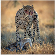 cheetah by AHMAD AL SAFFAR Square Canvas Print Art for Modern Home Decor. Decorate your office or living room with canvas artwork