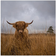 It wasn't me by Gert van den Bosch Square Canvas Print Art for Modern Home Decor. Decorate your office or living room with canvas artwork