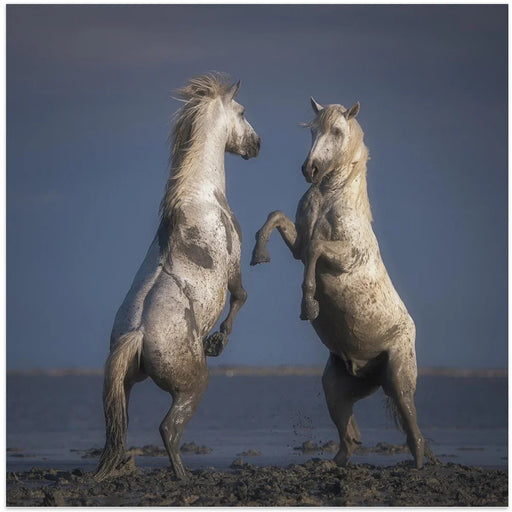 Confrontation by Rostovskiy Anton Square Canvas Print Art for Modern Home Decor. Decorate your office or living room with canvas artwork