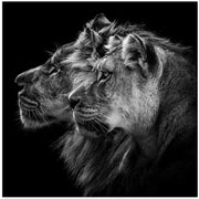Lion and  lioness portrait Square Canvas Art  Laurent Lothare Dambreville 