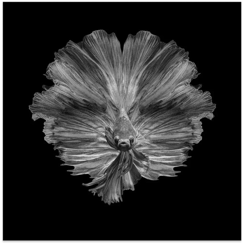 The Flower of tail Square Canvas Art  Andi Halil 