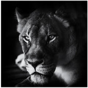 The Look Square Canvas Art  Jerry Berry 