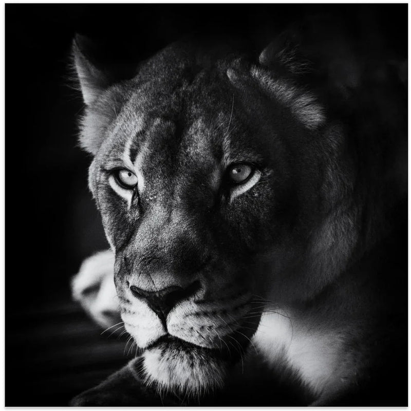 The Look Square Canvas Art  Jerry Berry 