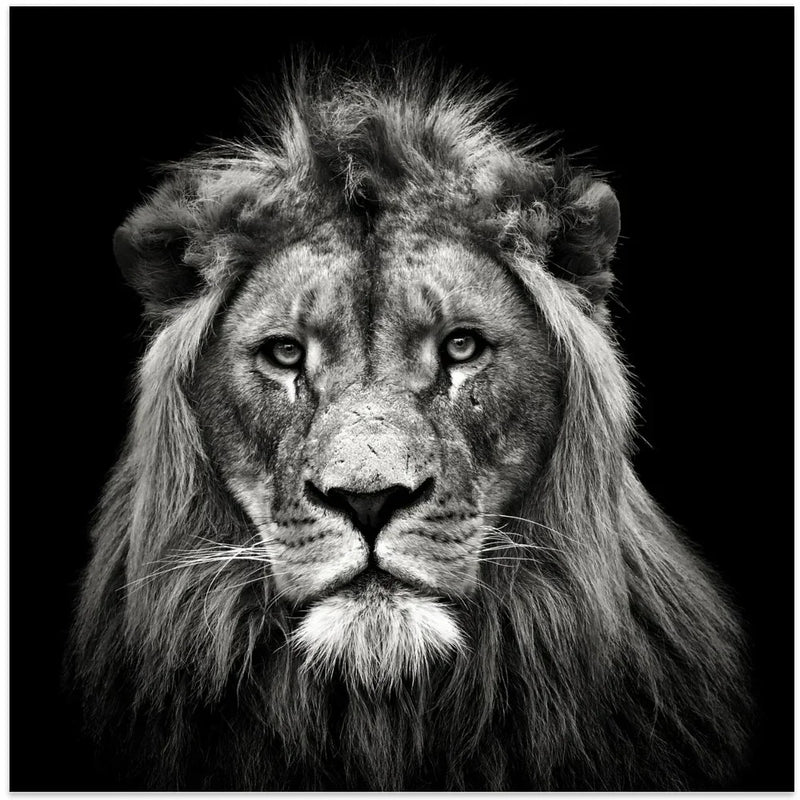 Young Male Lion Square Canvas Art  Christian Meermann 
