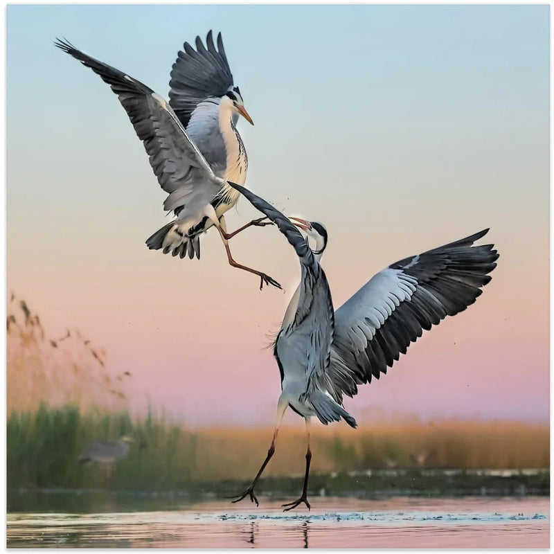 Fighting by Jun Zuo Square Canvas Print Art for Modern Home Decor. Decorate your office or living room with canvas artwork