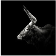 Watusi Square Canvas Art  Christian Meermann 