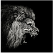 Roaring Lion #2 Square Canvas Art  Christian Meermann 