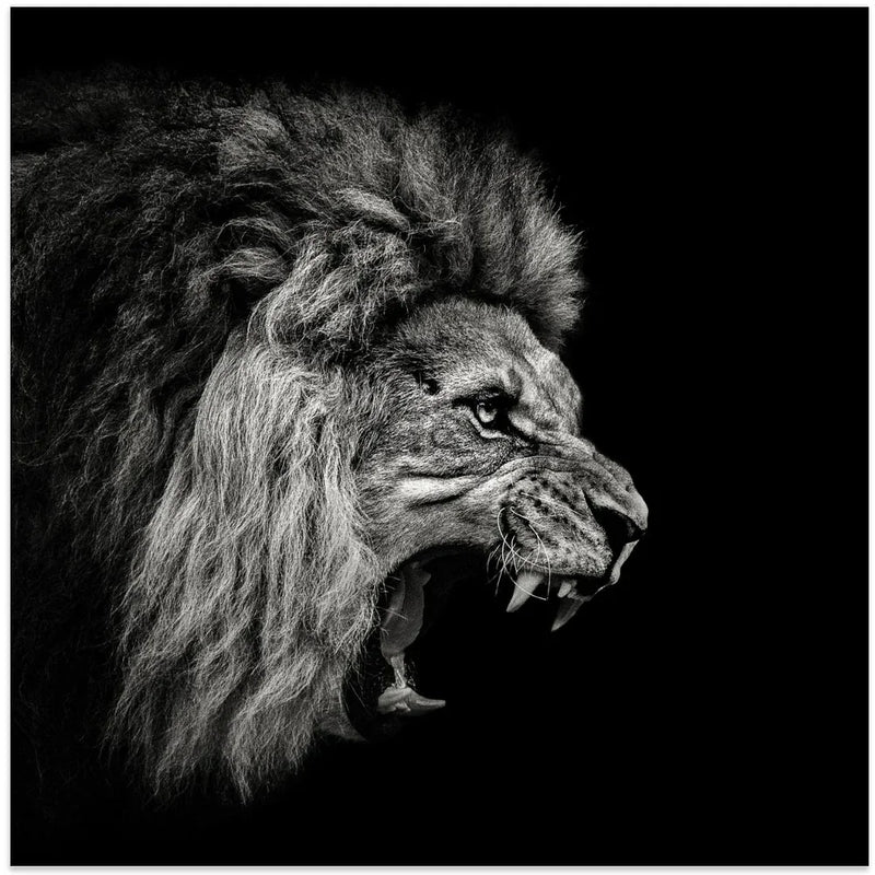 Roaring Lion #2 Square Canvas Art  Christian Meermann 