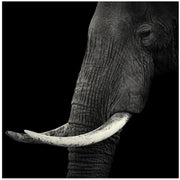 Elephant profile Square Canvas Art  Hannes Bertsch 
