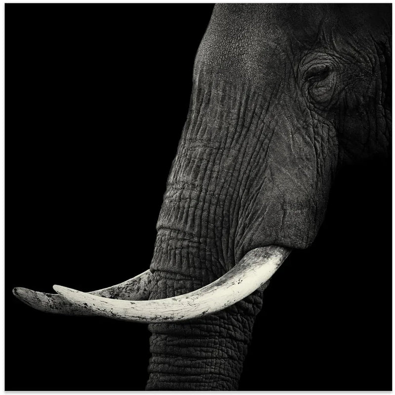 Elephant profile Square Canvas Art  Hannes Bertsch 