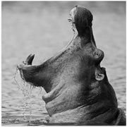 The Mouth by Marco Pozzi Square Canvas Print Art for Modern Home Decor. Decorate your office or living room with canvas artwork