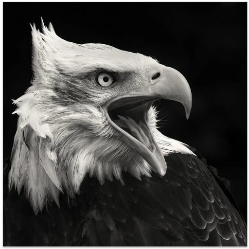 The American Eagle by Vincent Willems Square Canvas Print Art for Modern Home Decor. Decorate your office or living room with canvas artwork