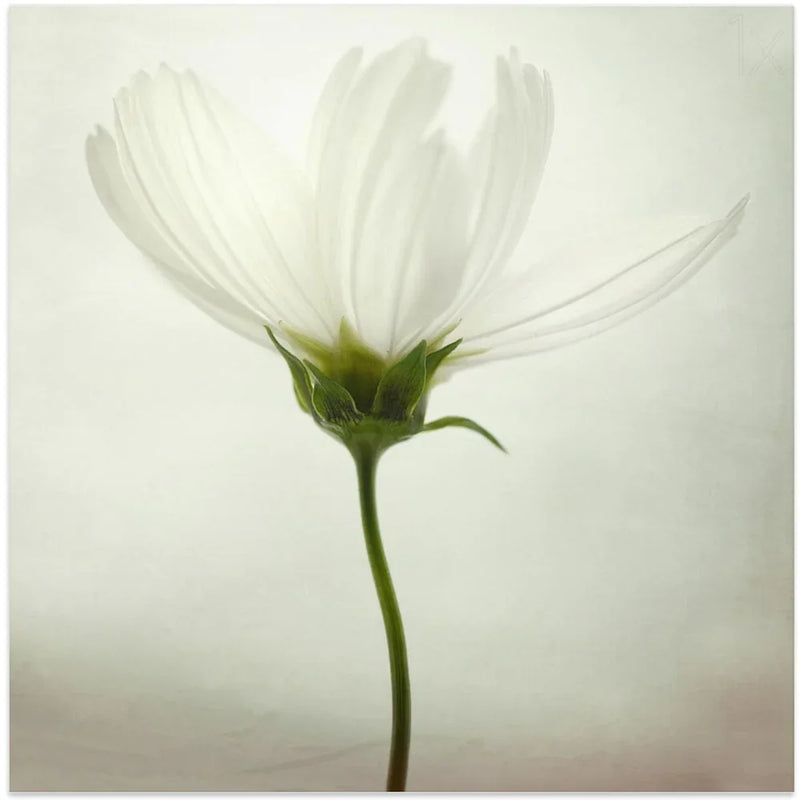 White cosmos by Lotte Grønkjær Square Canvas Print Art for Modern Home Decor. Decorate your office or living room with canvas artwork