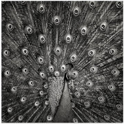 Peacock #6 Square Canvas Art  Christian Meermann 