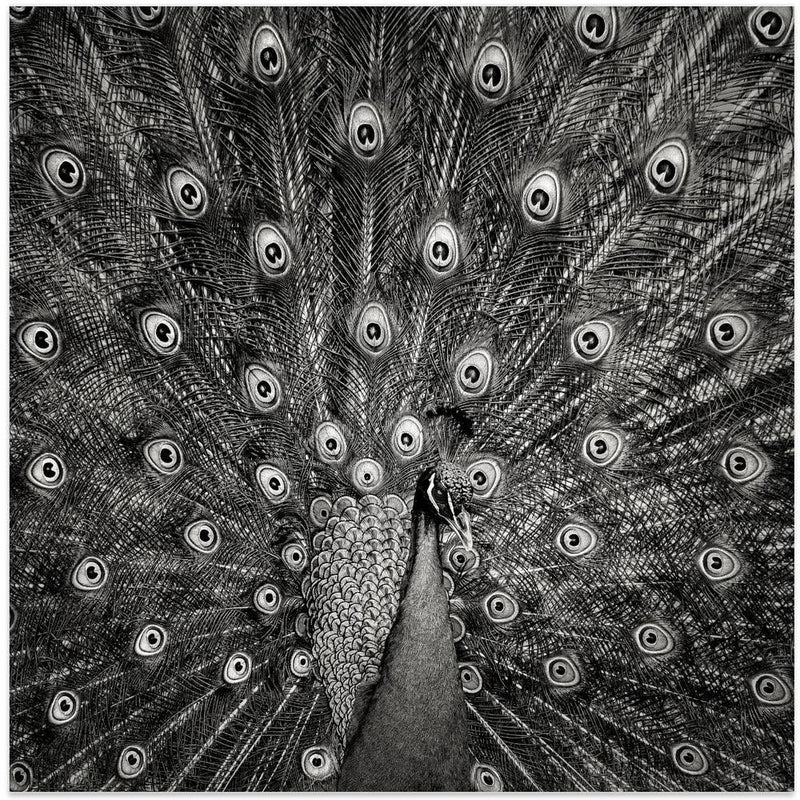 Peacock #6 Square Canvas Art  Christian Meermann 