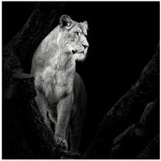 Lioness Square Canvas Art  Christian Meermann 