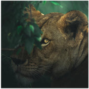 Eye Contact Square Canvas Art  Ahmed Sobhi 