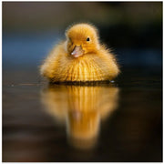 Sun by Robert Adamec Square Canvas Print Art for Modern Home Decor. Decorate your office or living room with canvas artwork