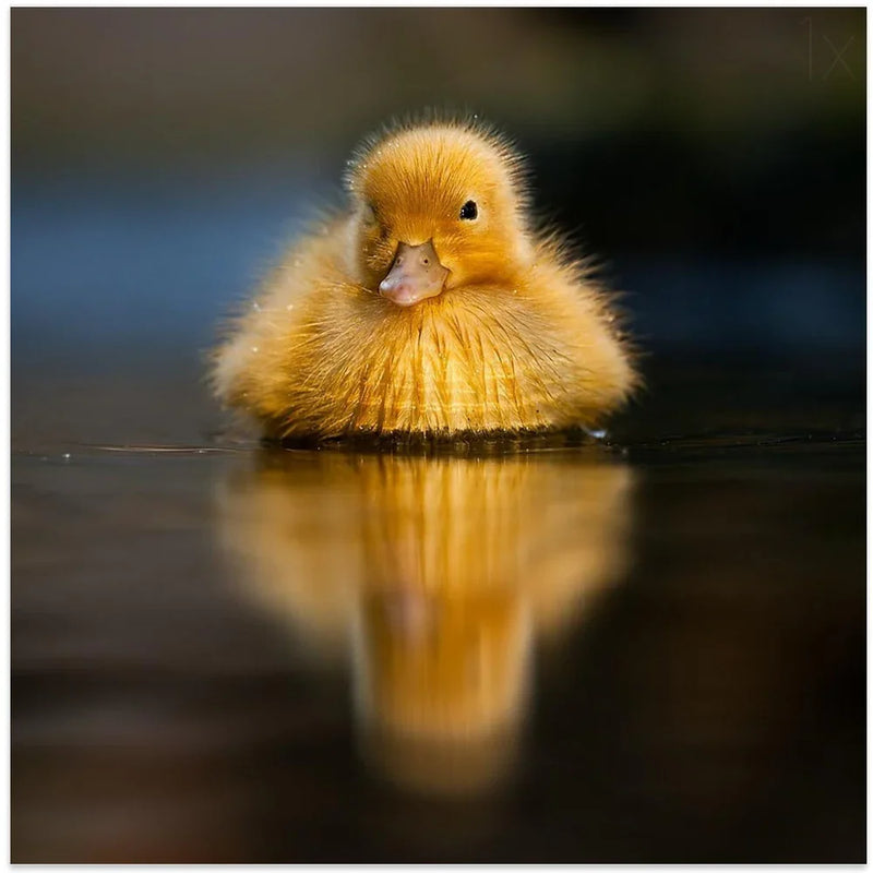 Sun by Robert Adamec Square Canvas Print Art for Modern Home Decor. Decorate your office or living room with canvas artwork