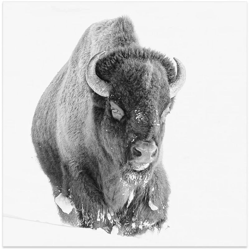 Determined by Bill Mugg Square Canvas Print Art for Modern Home Decor. Decorate your office or living room with canvas artwork