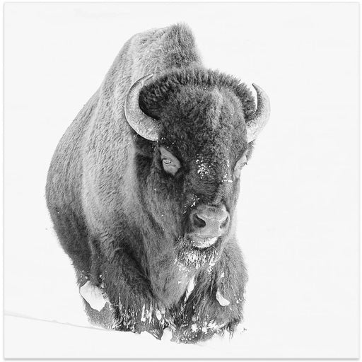 Determined by Bill Mugg Square Canvas Print Art for Modern Home Decor. Decorate your office or living room with canvas artwork