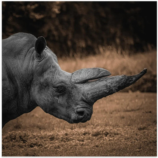 Rhinoceros by Georgios Tsikiridis Square Canvas Print Art for Modern Home Decor. Decorate your office or living room with canvas artwork