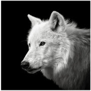 White Wolf #2 by Christian Meermann Square Canvas Print Art for Modern Home Decor. Decorate your office or living room with canvas artwork