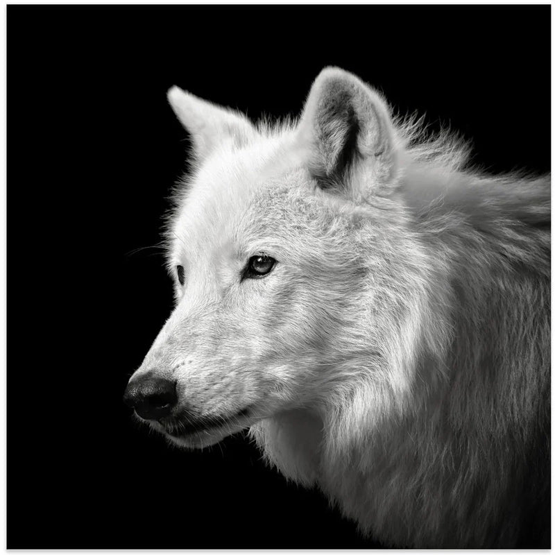 White Wolf #2 by Christian Meermann Square Canvas Print Art for Modern Home Decor. Decorate your office or living room with canvas artwork